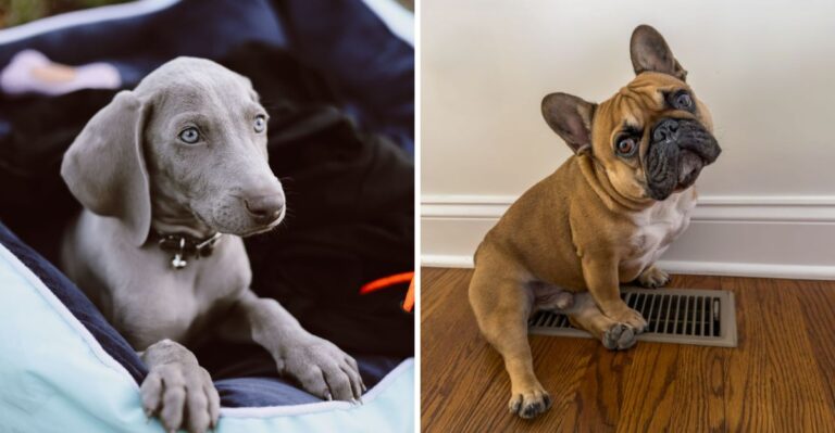 20 Georgia Puppy-Proofing Jobs To Finish Before Red-Clay And Pollen Season
