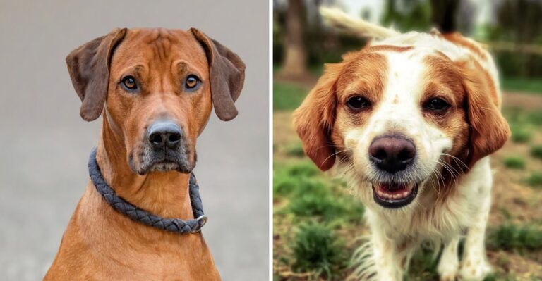 18 Dog Breeds For Maryland Runners From Waterfront Paths To Appalachian Trails
