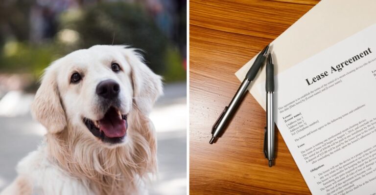 19 Records California Dog Owners Should Update When They Change Counties Or Cities
