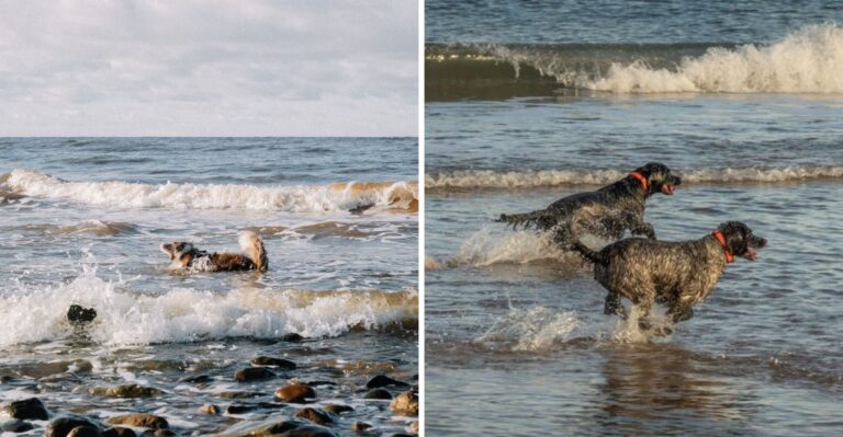 Why Cold Water, Tides, And Driftwood Change Dog Beach Safety On Washington’s Coast