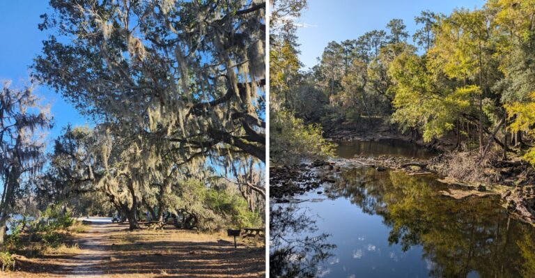 15 Florida Campgrounds With Shaded Dog-Walking Routes Beyond The Beach