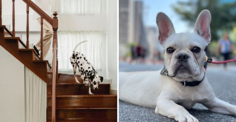 Chicago Walk-Ups Make Puppy House-Training A Different Project In Illinois