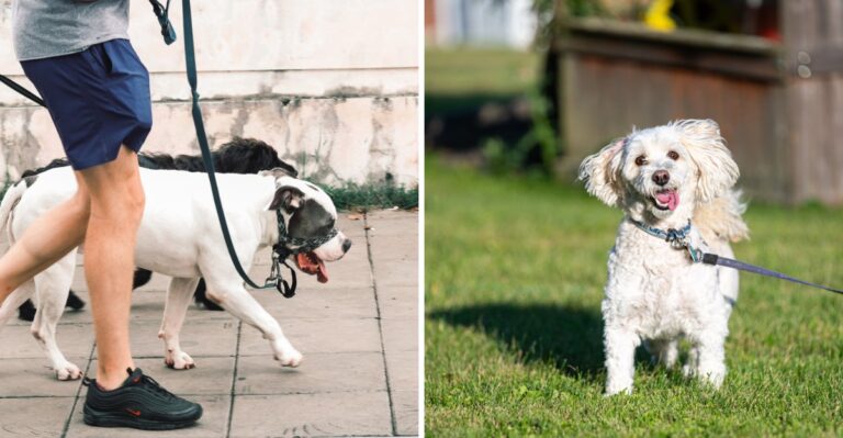 20 Ways A Rescue Dog’s Routine Changes Between Rural Pennsylvania And Philadelphia