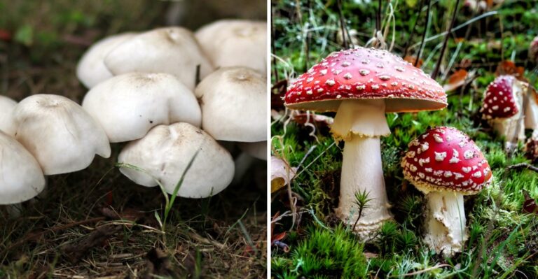 17 Pennsylvania Mushroom Hazards Dog Owners Should Learn After Rainy Weather
