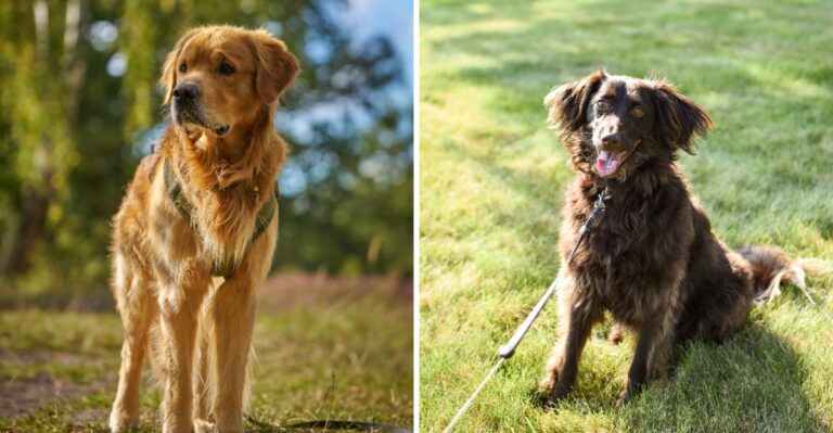 18 Sporting Dog Breeds Suited To Tennessee’s Woods And Upland Fields