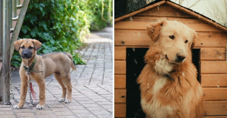 Why Minnesota Dog Owners Need To Check Local Tethering And Outdoor-Shelter Rules