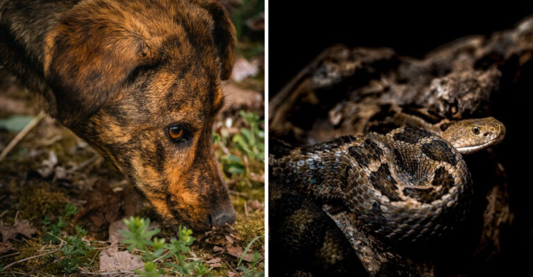 What Tennessee Dog Owners Should Know About Copperheads Near Creeks And Wooded Yards