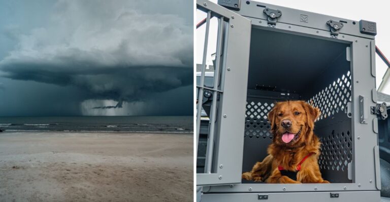 How Hurricane Season Changes Dog Emergency Planning Along Alabama’s Coast