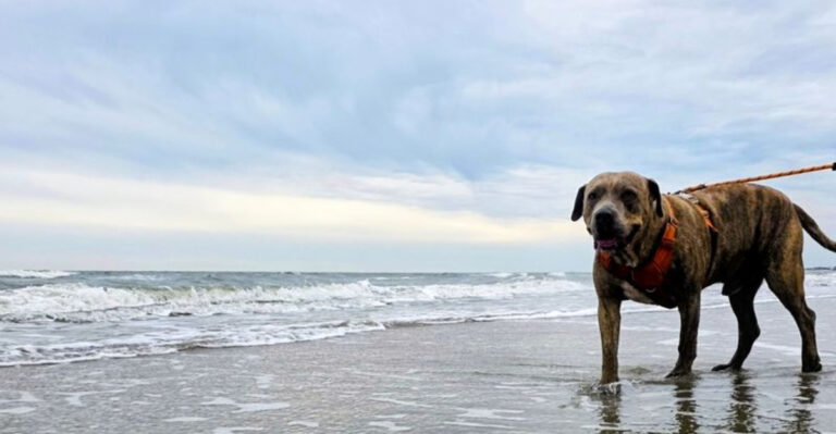 18 South Carolina Beaches, Parks, And Trails To Explore With Your Dog