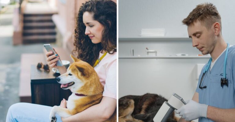 Georgia Dog IDs And Microchip Records Deserve A Check Before Severe-Weather Season