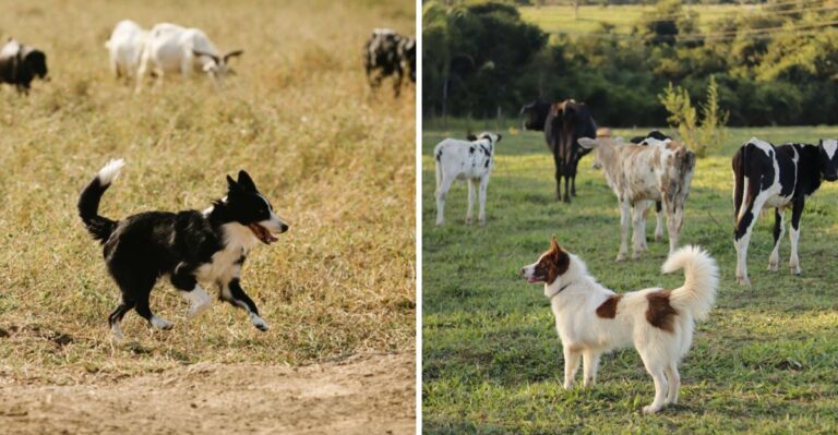 What Wyoming Dog Owners Should Know Around Livestock And Open Range