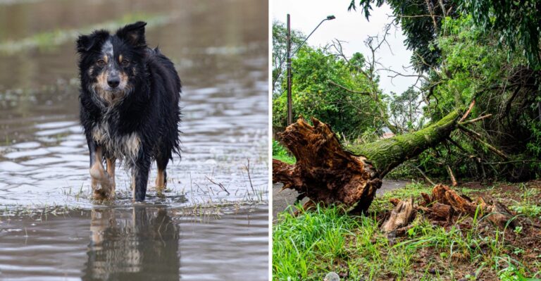18 Washington Yard Hazards That Appear After Windstorms And Heavy Rain