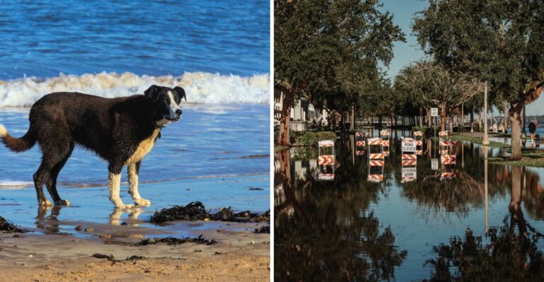 How Coastal Flooding Can Change Familiar Dog-Walking Routes In Maryland