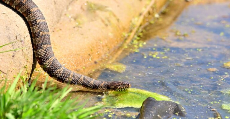 What Louisiana Dog Owners Should Know About Water Moccasins Near Drainage Ditches