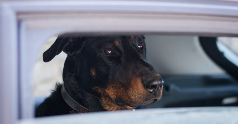 What Arizona Law Says About Dogs Left Unattended In Parked Cars
