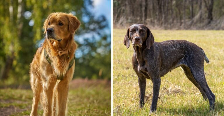 16 Sporting Dog Breeds Suited To Louisiana’s Marshes And Waterfowl Traditions