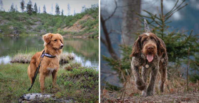 20 Sporting Dog Breeds Suited To Washington’s Wetlands And Upland Country
