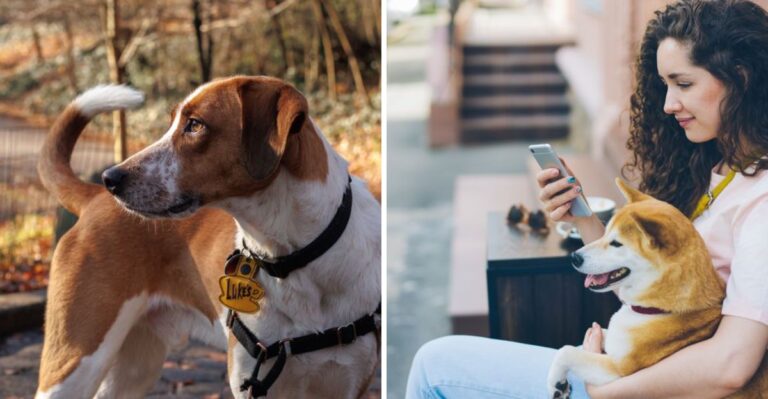 Illinois Dog Owners Should Treat A Municipal Move As A Paperwork Reset