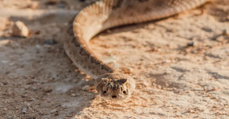 What Utah Dog Owners Should Know About Rattlesnakes In Canyon Country