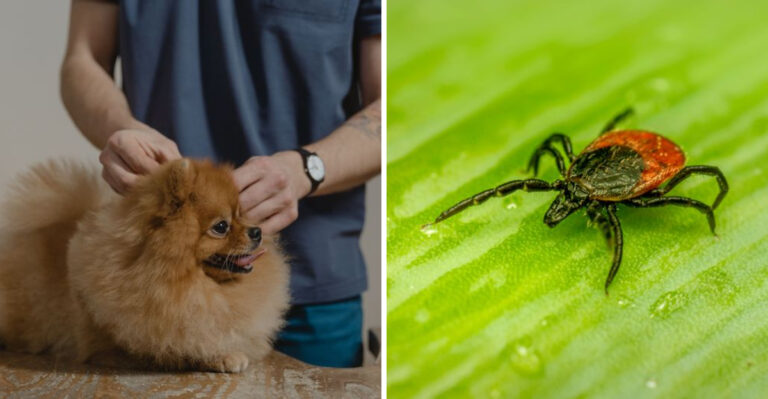 Why Michigan’s Tick Season Deserves Extra Attention From Dog Owners