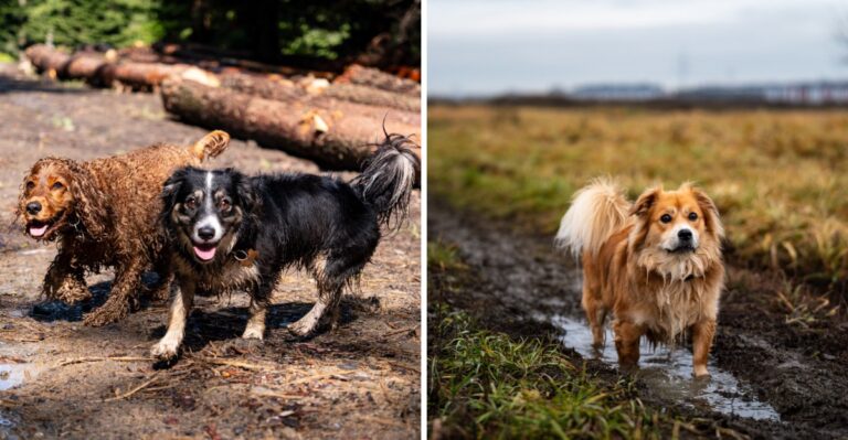 15 Post-Wildfire Mud And Debris Risks California Dog Owners Should Plan Around