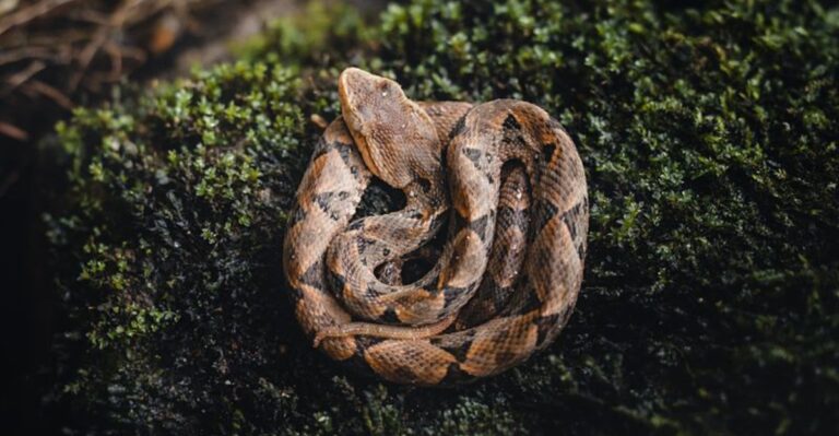What Kentucky Dog Owners Should Know About Copperheads Near Creeks And Woodpiles