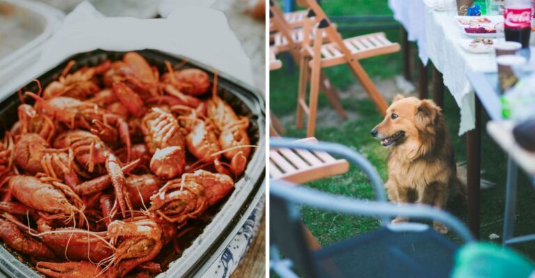 Why Crawfish Boil Scraps Can Harm Dogs In Louisiana