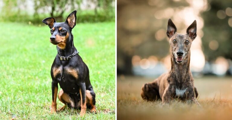 15 Dog Breeds Better Suited To Mississippi’s Hot, Humid Climate