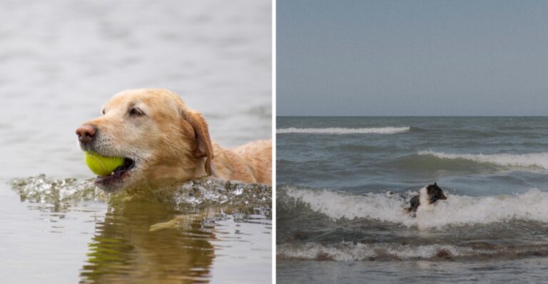 15 Great Lakes Beach Hazards Wisconsin Dog Owners Should Recognize