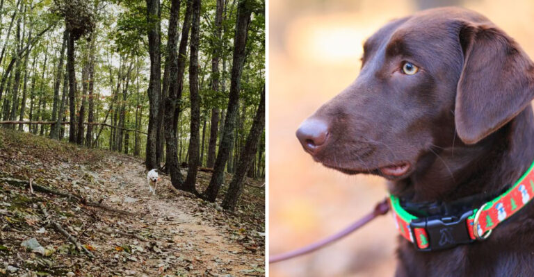 18 Virginia Outdoor Mistakes That Can Put Dogs In Trouble