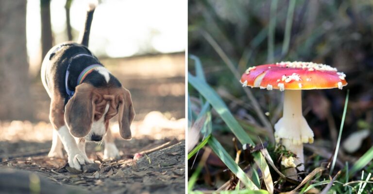 17 Virginia Mushroom Hazards Dog Owners Should Learn After Humid Weather