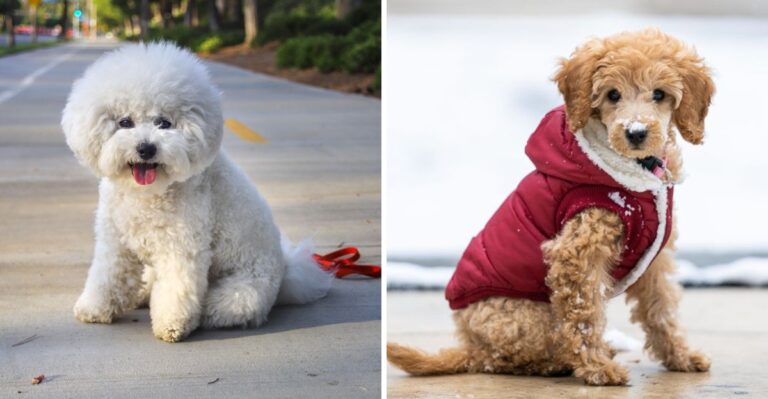 15 Dog Breeds That Fit Illinois Apartment, Suburban, And Four-Season Living