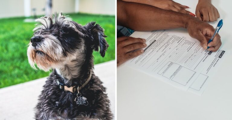 12 Paperwork Checks Georgia Dog Owners Should Make After Crossing County Lines