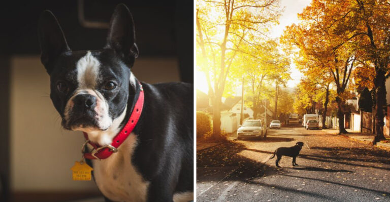 What Virginia Law Says About A Dog That Wanders Onto Someone Else’s Property