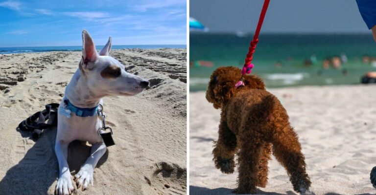 What New Jersey Dog Owners Should Know About Seasonal Rules At Shore Beaches
