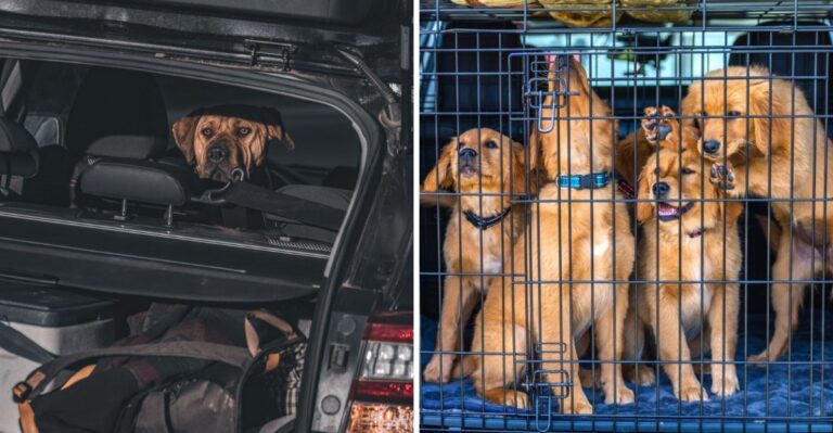 How Kansas Tornado Season Changes Emergency Planning For Dog Owners