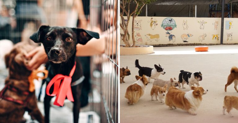 15 Illinois First-Year Dog Costs That Change Between Chicago And Downstate Communities