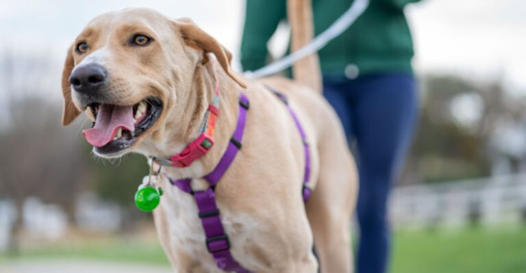 What Michigan Dog Owners Should Know About Leash Rules In State Parks