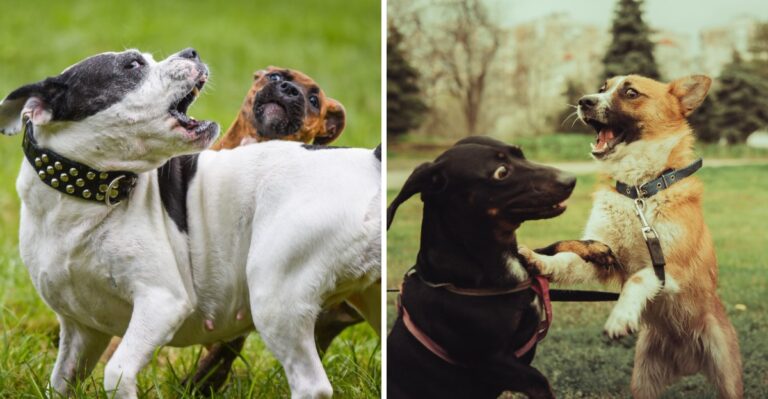 What Wisconsin Law Says When One Dog Injures Another