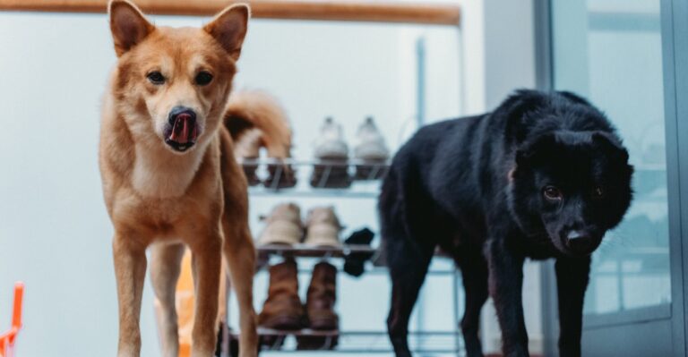 12 Texas Garage, Barn, And Mudroom Storage Habits To Rethink Once A Dog Comes Home