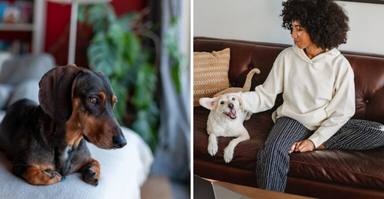 18 Quiet-at-Home Skills New York Dogs Need When Thin Walls Make Every Bark Matter