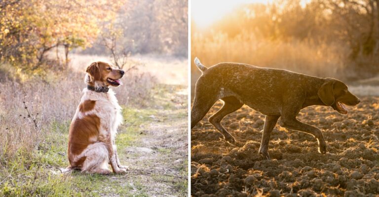 15 Sporting Dog Breeds For Virginia’s Upland Fields And Waterfowl Marshes