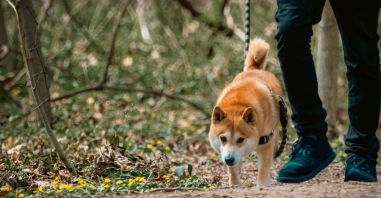 19 Things To Check Before Taking A Dog Into Ohio State Forests