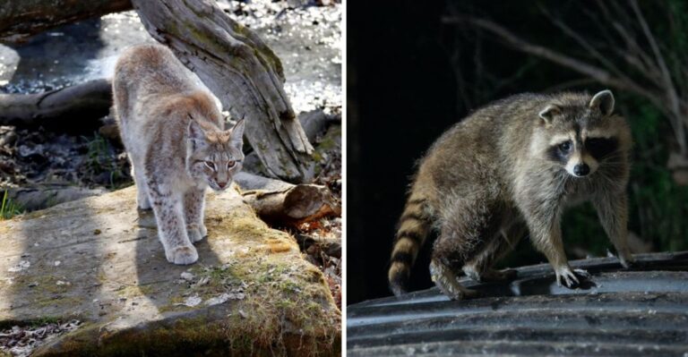 15 Nebraska Wildlife Encounters Dog Owners Should Be Ready For