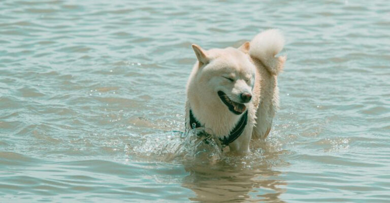 What Michigan Dog Owners Should Know Before Letting Their Dogs Swim In The Great Lakes