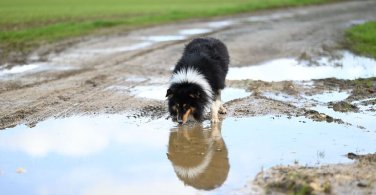How Arizona’s Monsoon Season Changes When And Where You Can Walk Your Dog