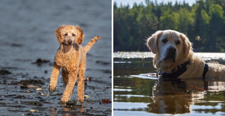 18 Water-Loving Dog Breeds For Arizona Lake And Colorado River Weekends