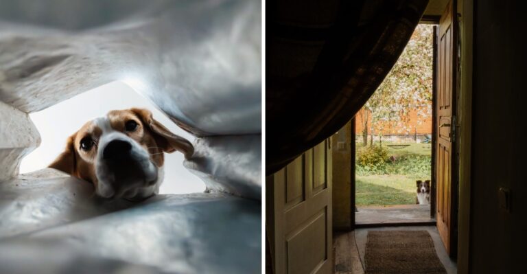 17 Michigan Garage And Boat-Shed Storage Habits Dog Owners Should Fix Before Cottage Season