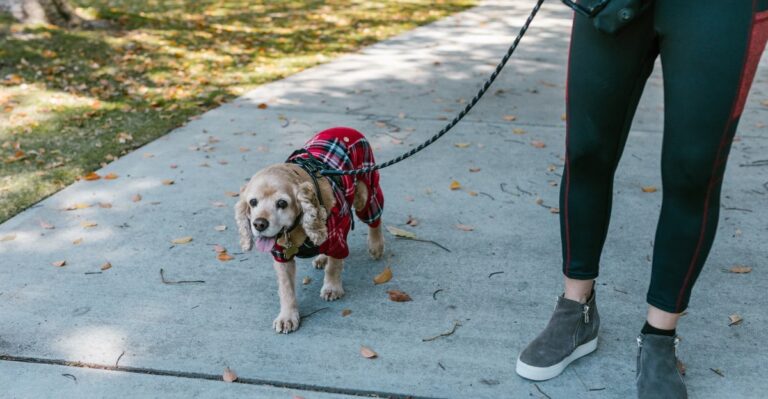 20 New York Senior-Dog Walker Questions For Owners Who Cannot Manage Long Stair Trips