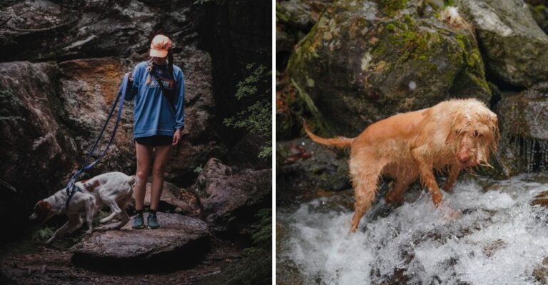 What Virginia Dog Owners Should Know Before Hiking With A Dog In Shenandoah